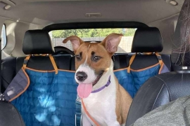 Black Mouth Cur