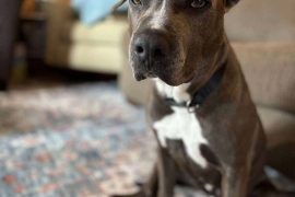 Pit Bull Terrier