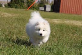 Samoyed