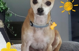Chihuahua