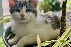 Domestic Short Hair