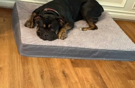English Bulldog
