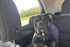 English Bulldog