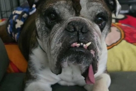 English Bulldog