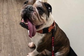 English Bulldog English Bulldog