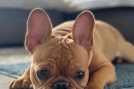 French Bulldog
