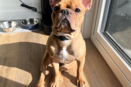 French Bulldog