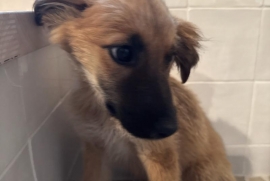 Mixed Breed