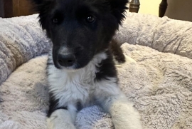Mixed Breed