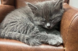 Domestic Short Hair