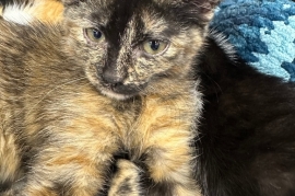 Domestic Short Hair