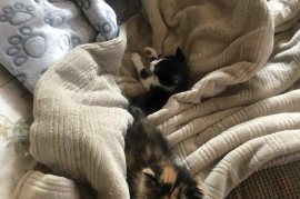 Domestic Short Hair
