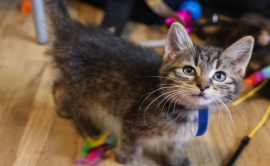 Domestic Short Hair