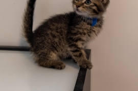 Domestic Short Hair