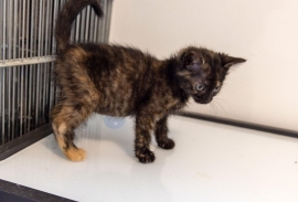 Domestic Short Hair