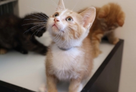 Domestic Short Hair