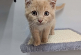 Domestic Short Hair