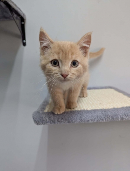 Domestic Short Hair