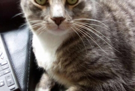 American Shorthair