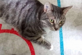 American Shorthair