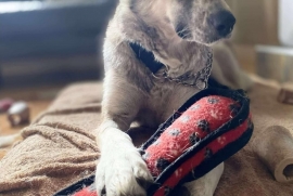 Husky