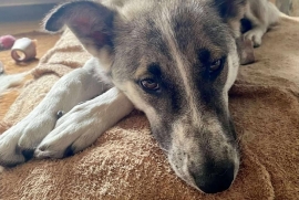 Husky