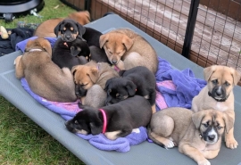 Labrador Retriever