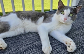 Domestic Short Hair