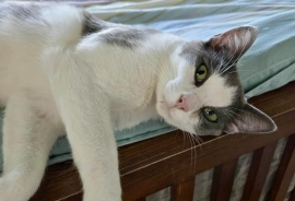 Domestic Short Hair