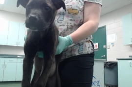 Mastiff