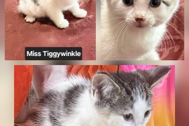 Domestic Short Hair