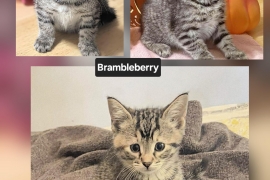 Domestic Short Hair