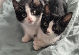 Domestic Short Hair
