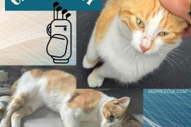 Domestic Short Hair