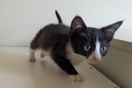 Domestic Short Hair