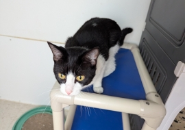 Domestic Short Hair