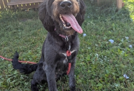Labradoodle