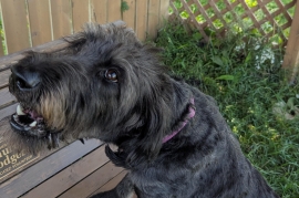Labradoodle