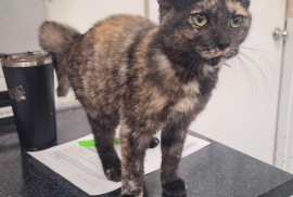 Domestic Short Hair