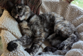Domestic Short Hair