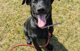 Black Labrador Retriever