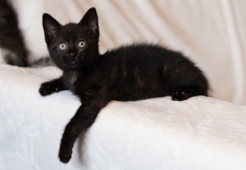 Domestic Short Hair
