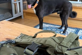 Mixed Breed Mixed Breed