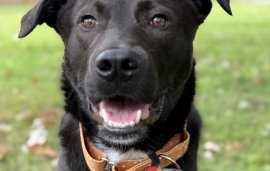 Mixed Breed