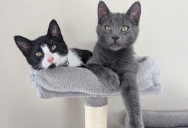 Domestic Short Hair