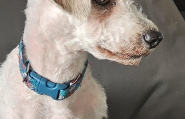 Poodle