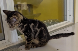 Domestic Short Hair