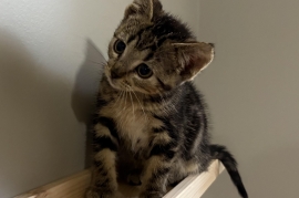 Domestic Short Hair