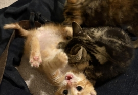 Domestic Short Hair