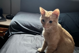 Domestic Short Hair